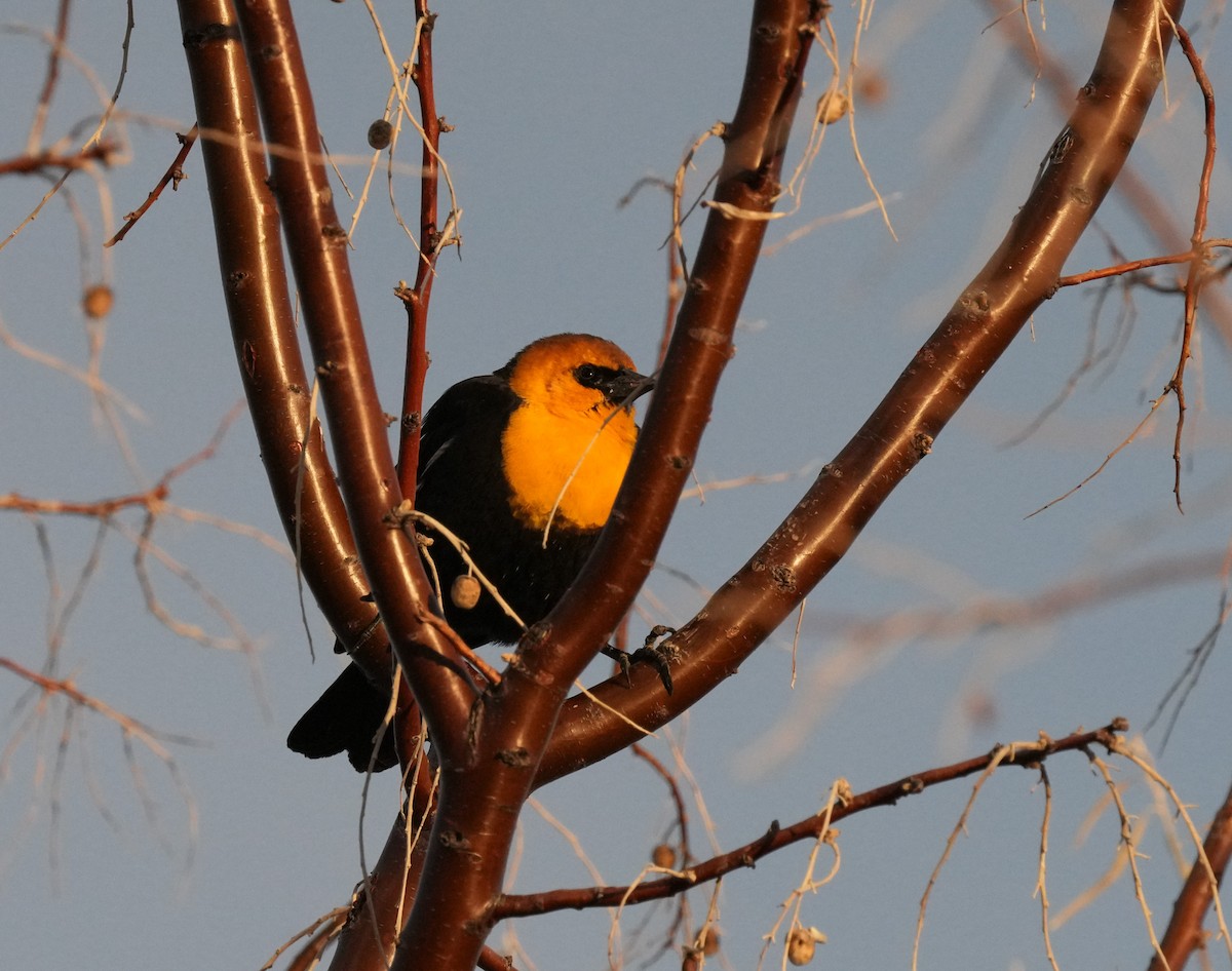 Yellow-headed Blackbird - ML556063931