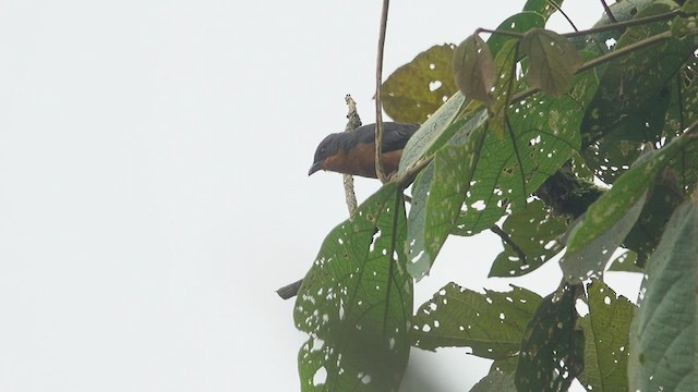 Rufous-crested Tanager - ML556067011