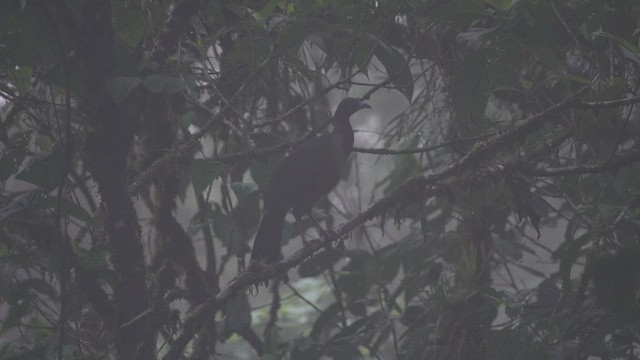 Sickle-winged Guan - ML556067681