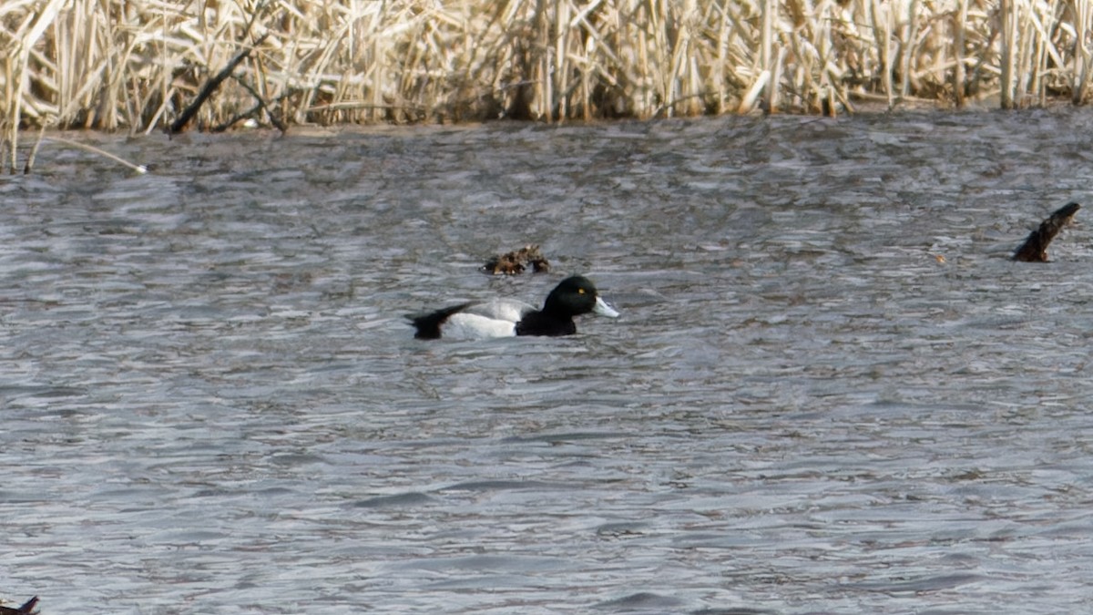 Greater Scaup - ML556071351