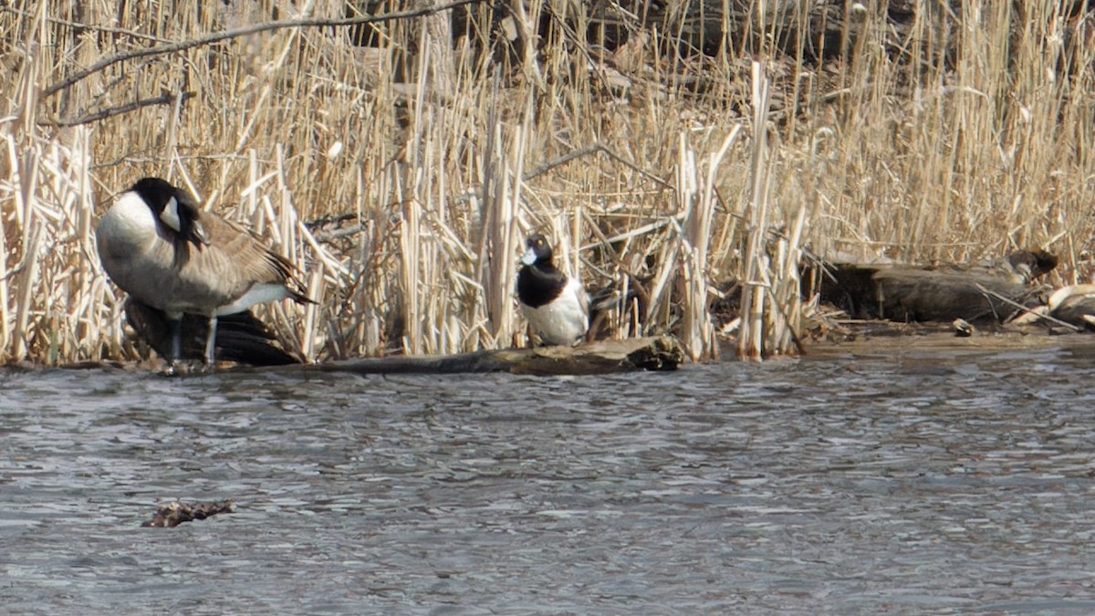 Greater Scaup - ML556071511