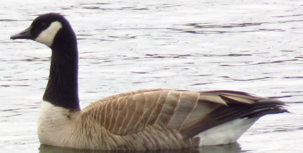 Canada Goose - Dale Floer