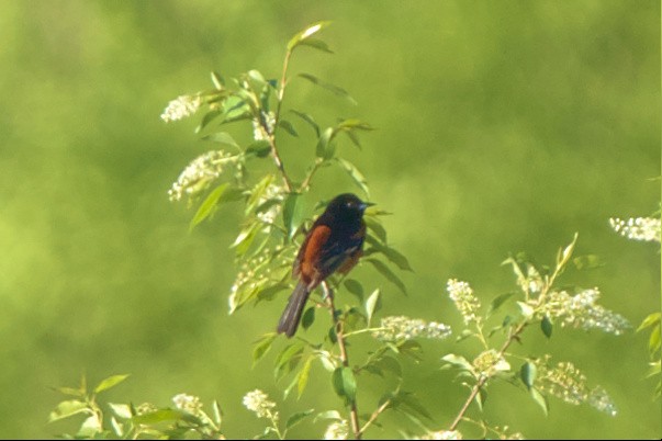 Orchard Oriole - ML556072921