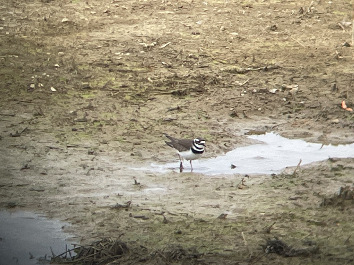 ebird-checklist-17-mar-2023-virginia-tech-vet-school-pond-21-species