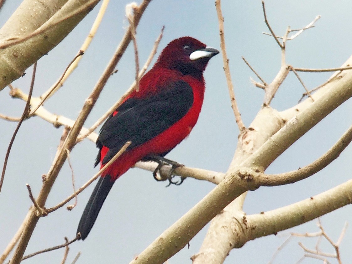 Crimson-backed Tanager - Cory Gregory