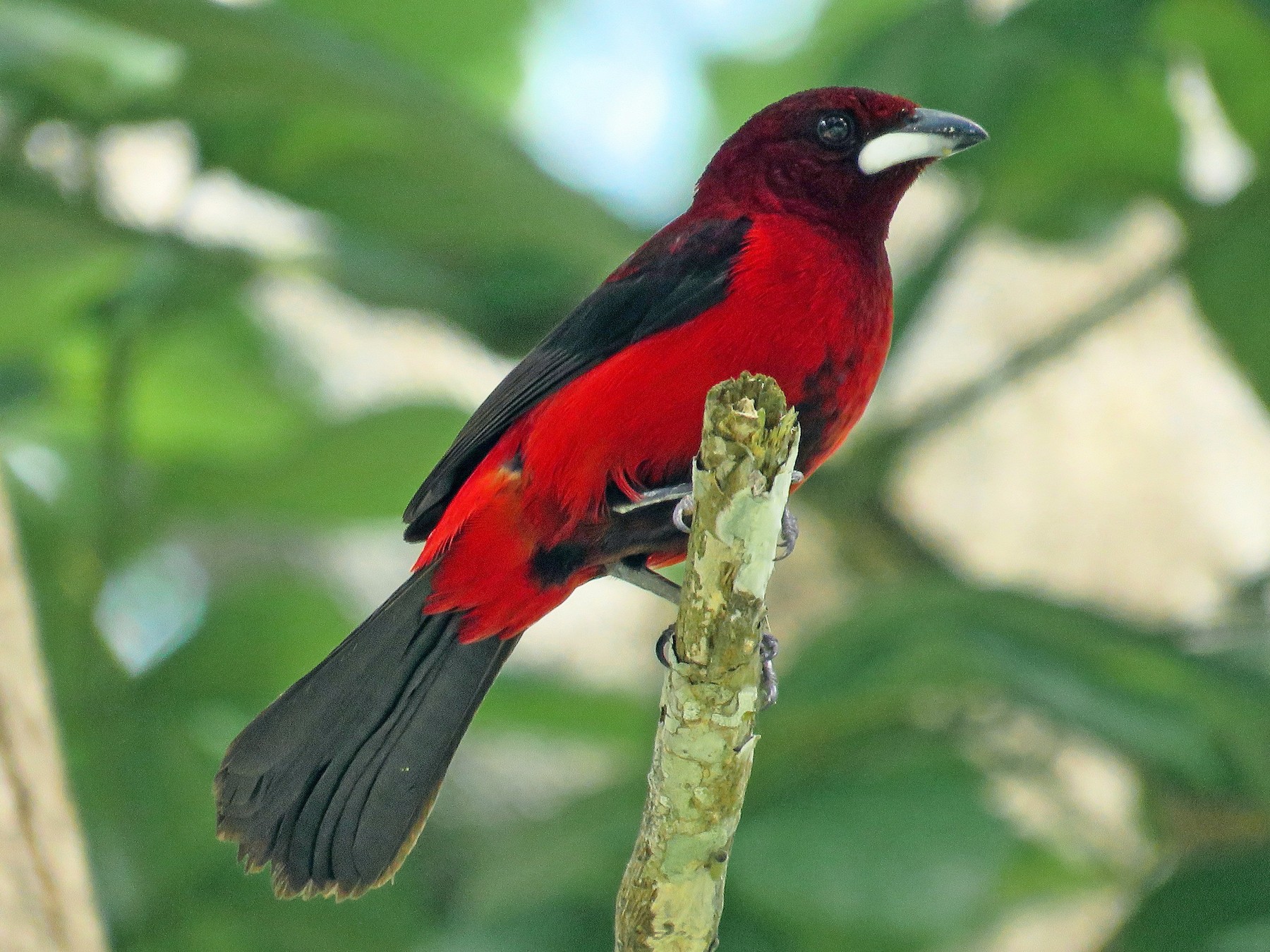 Crimson-backed Tanager - Rolando Jordan