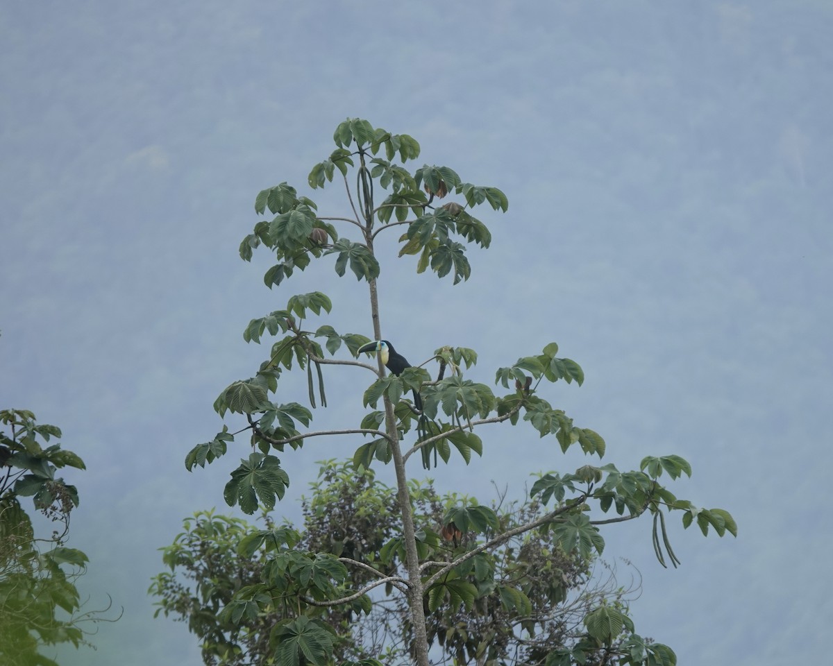 tukan volavý (ssp. citreolaemus) - ML556082401