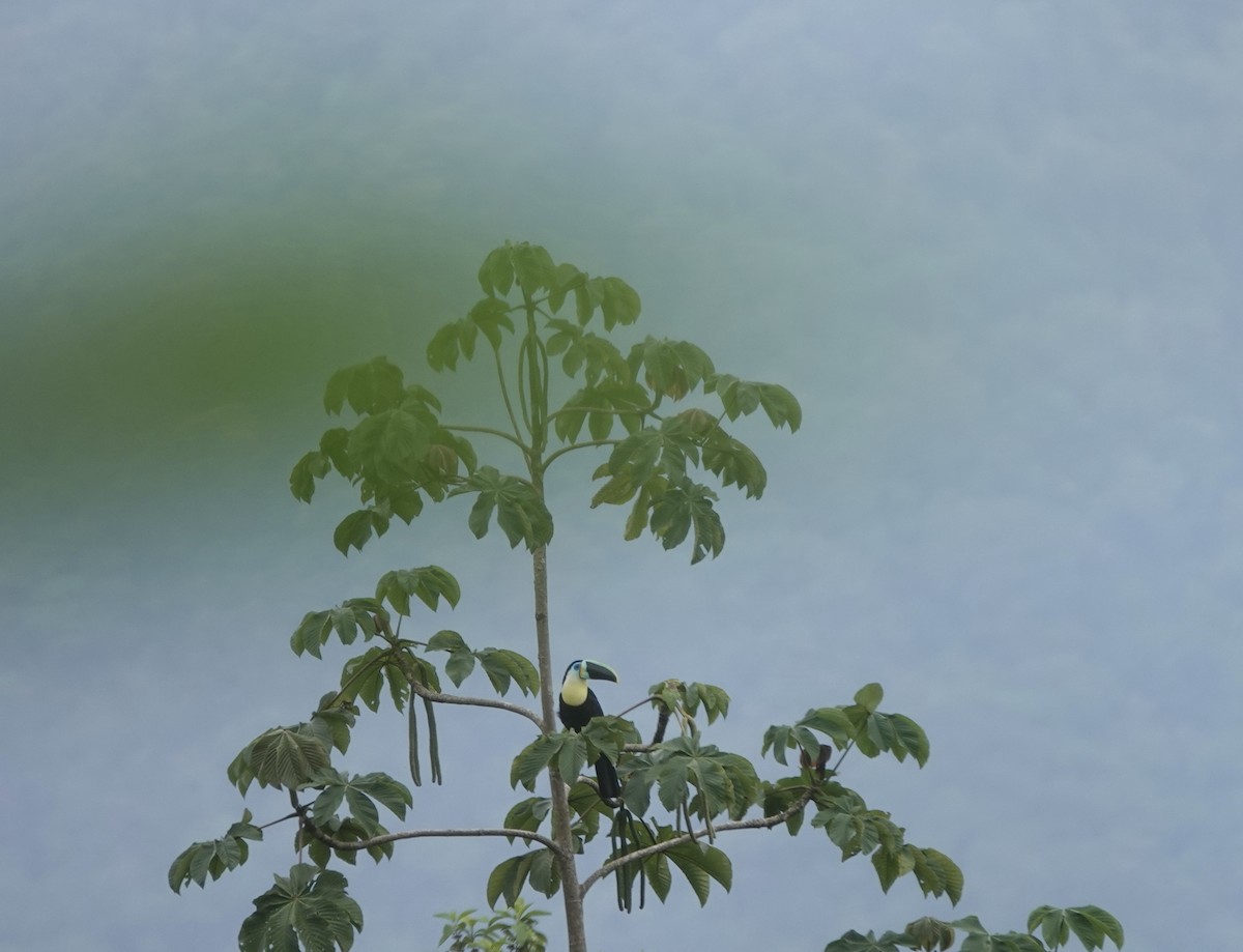tukan volavý (ssp. citreolaemus) - ML556082911