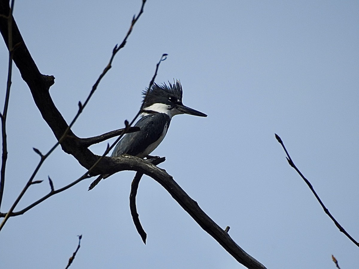 Belted Kingfisher - ML556085911