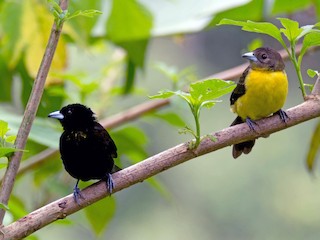 นกเต็มวัยเพศผู้และเพศเมีย (Lemon-rumped) - Juan Sebastian Moreno - ML55608721