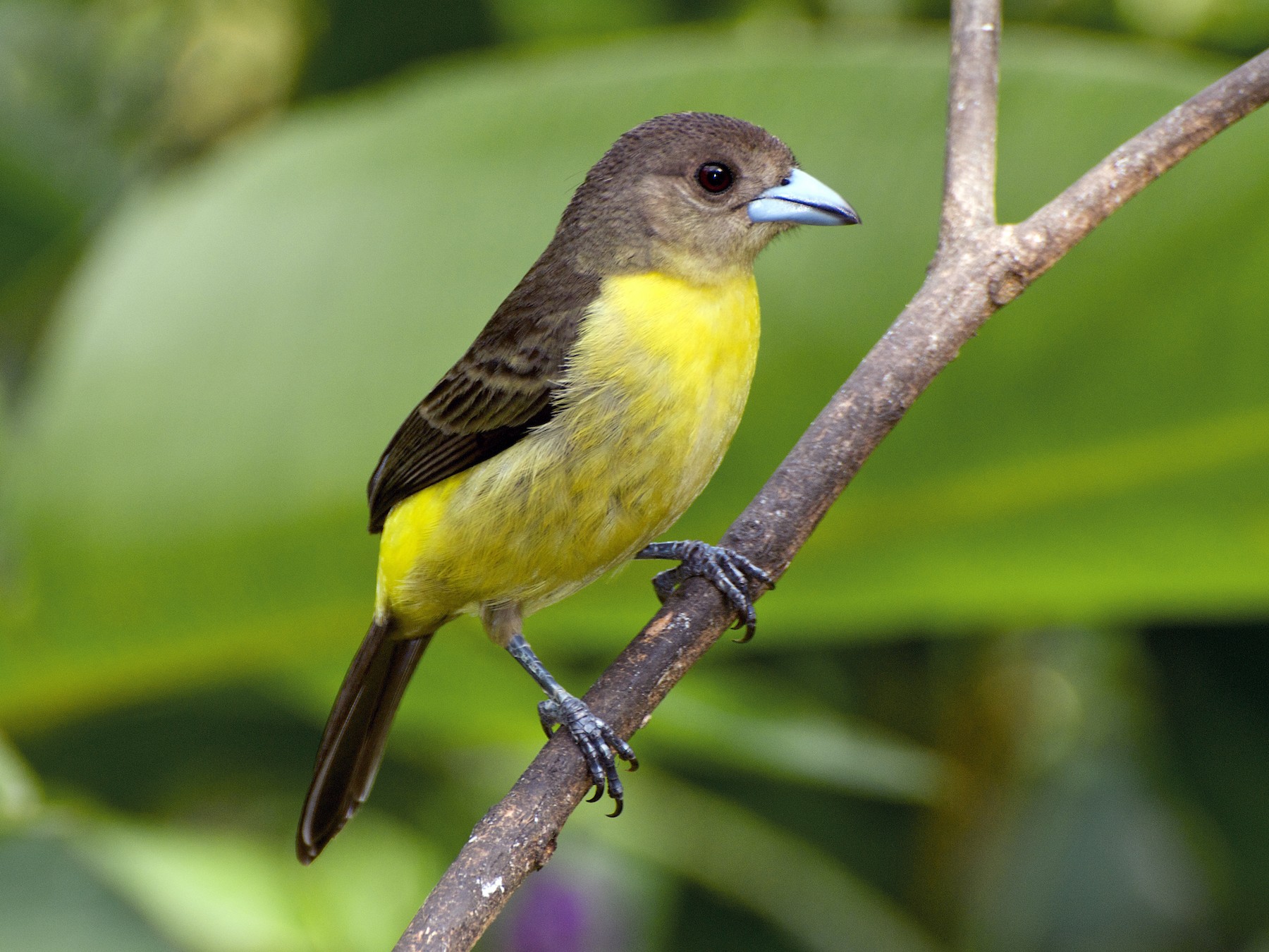 Flame-rumped Tanager - Christian  Nunes