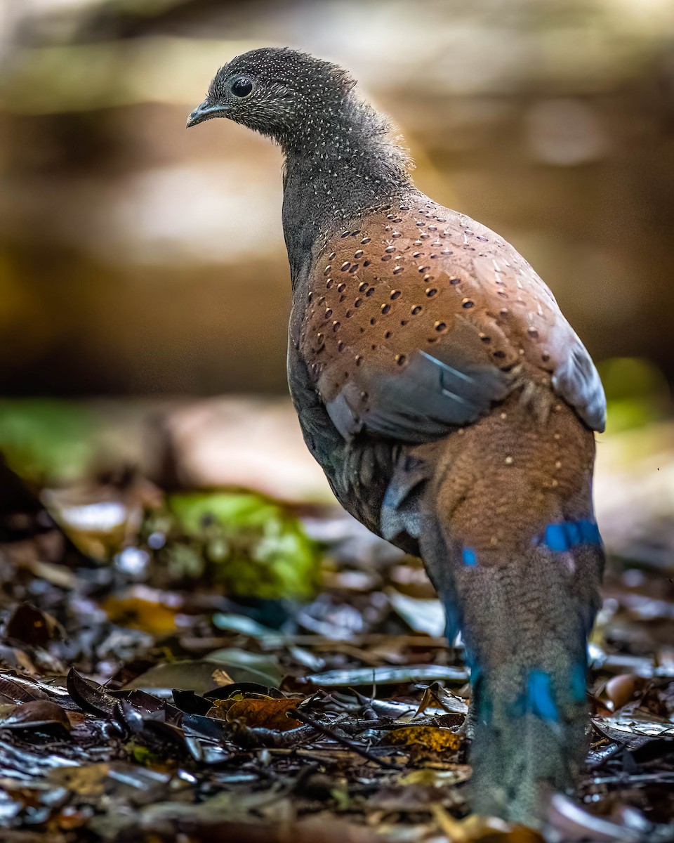 Mountain Peacock-Pheasant - Honza Grünwald