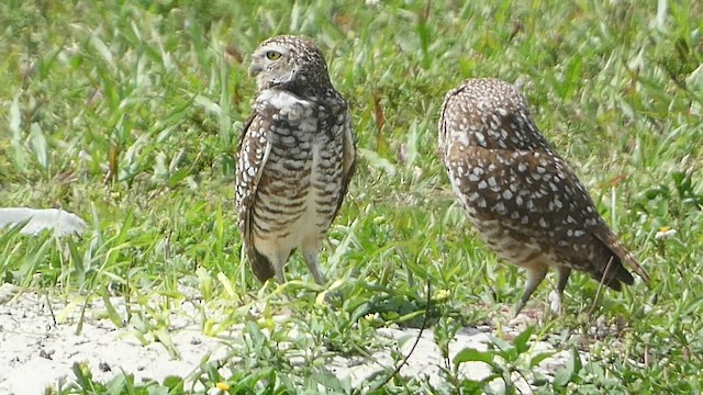 Burrowing Owl (Florida) - ML556089011