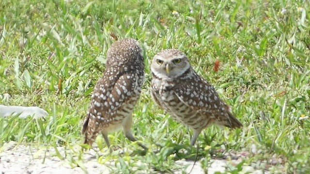 Burrowing Owl (Florida) - ML556089021