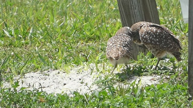 Burrowing Owl (Florida) - ML556091891