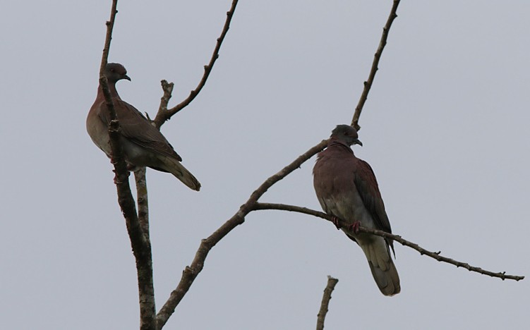 Pale-vented Pigeon - Amy McAndrews