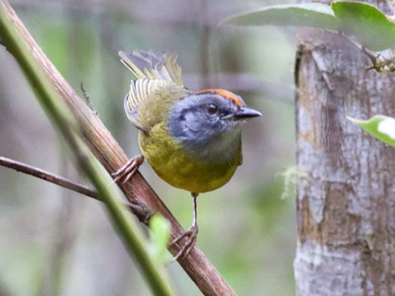 Russet Crowned Warbler Ebird