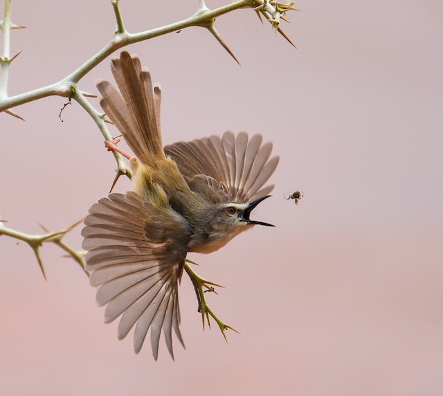 Tawny-flanked Prinia - eBird