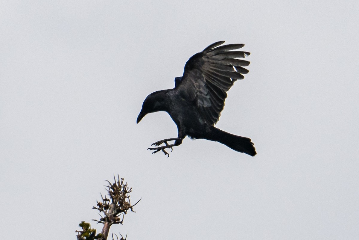 American Crow - ML556099591