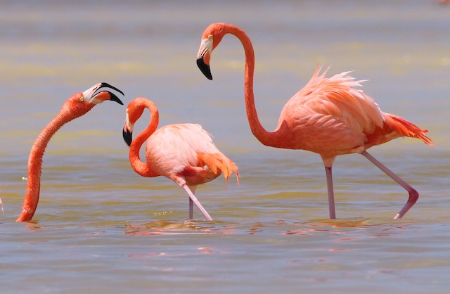 karibianflamingo - eBird