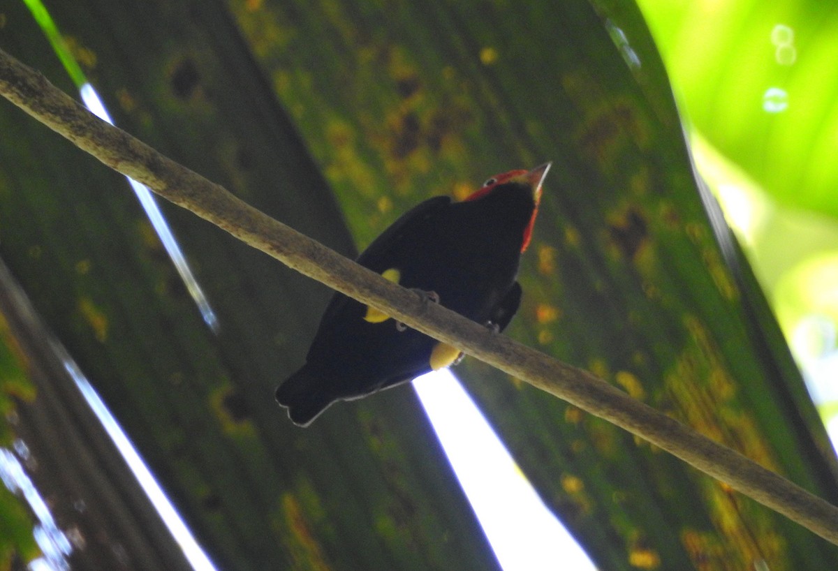 Red-capped Manakin - ML556100271