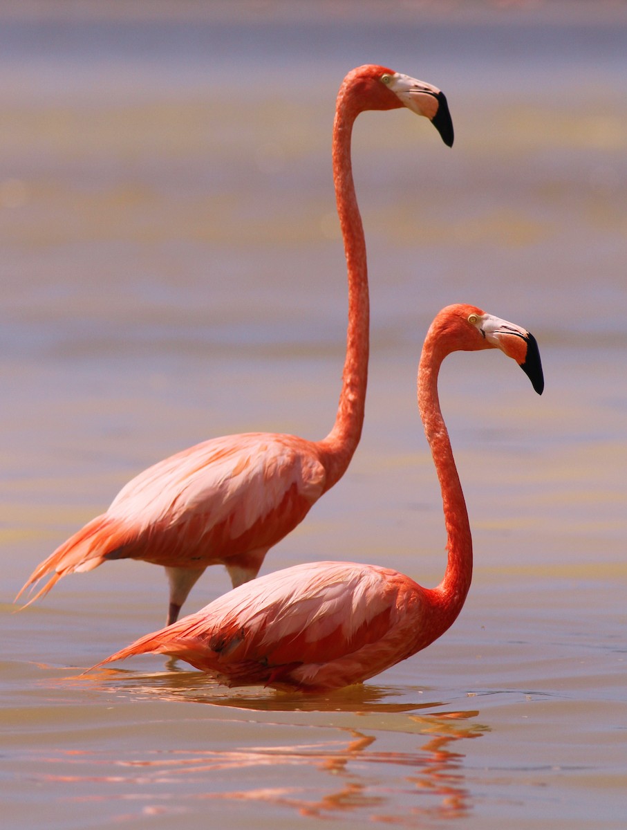 American Flamingo - Jonathan Hiley