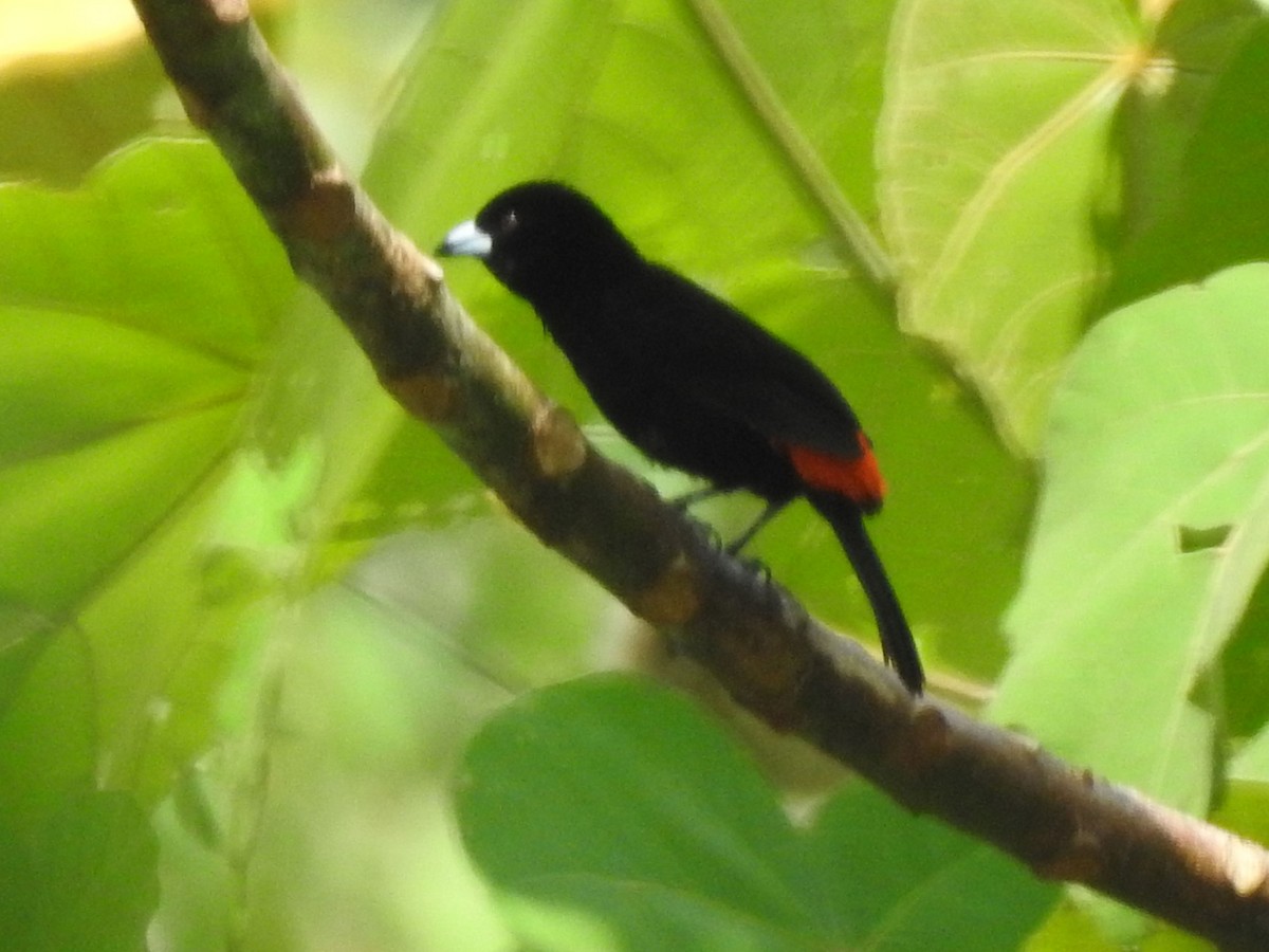 Scarlet-rumped Tanager (Cherrie's) - ML556100561