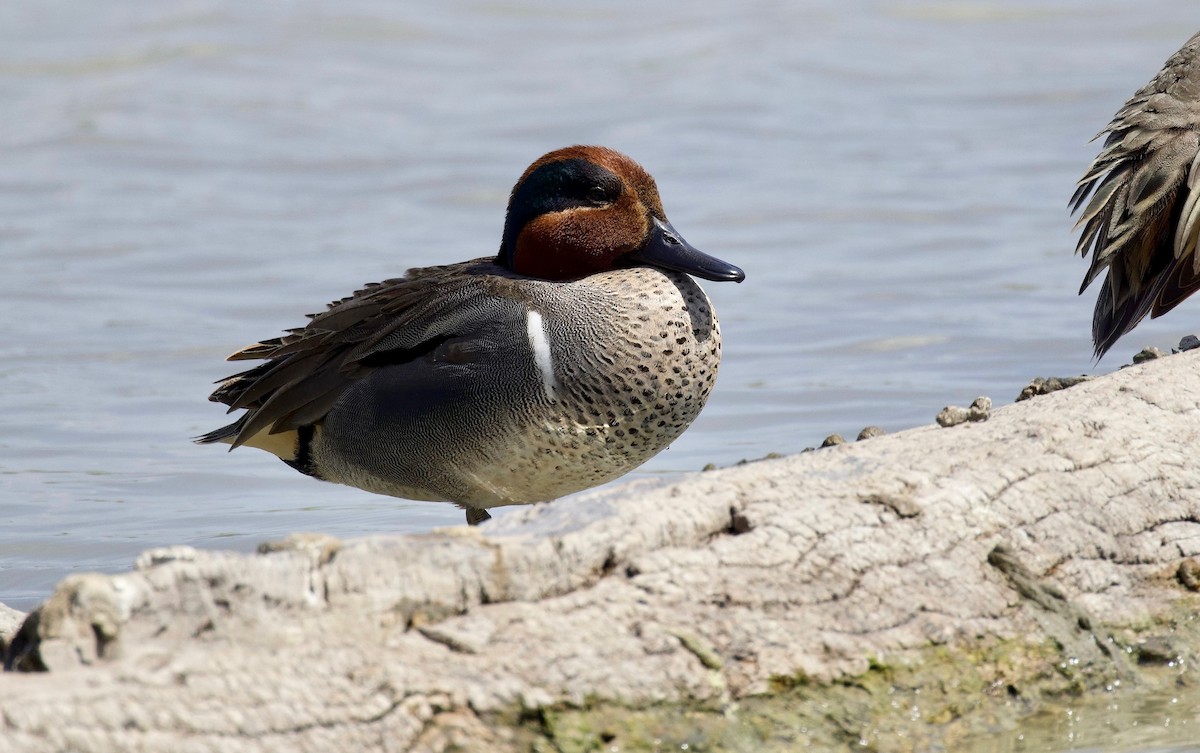 Green-winged Teal - Grace Simms  🐦‍⬛