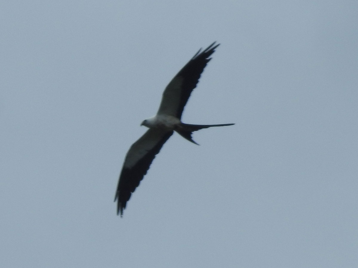 Swallow-tailed Kite - ML556100841