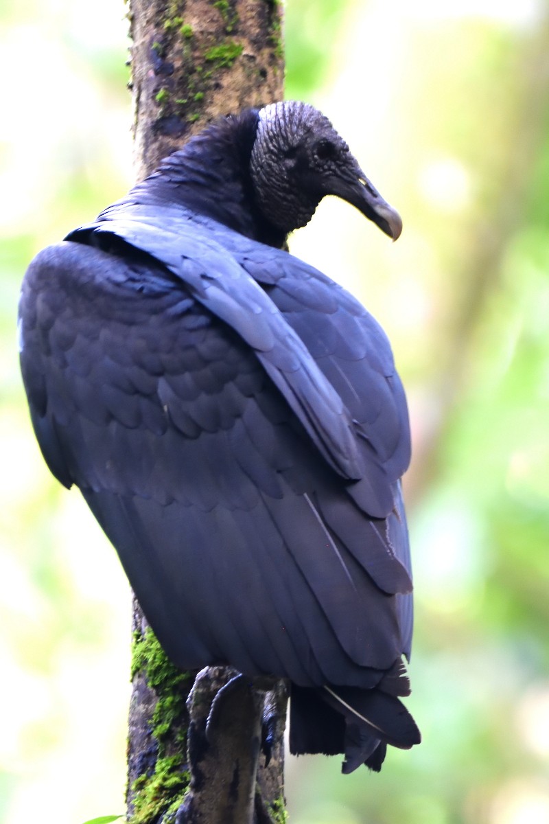 Black Vulture - ML556106881