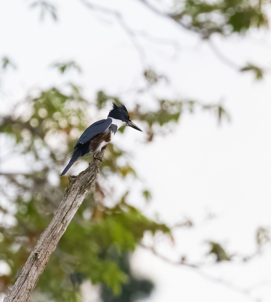 Belted Kingfisher - ML556107011