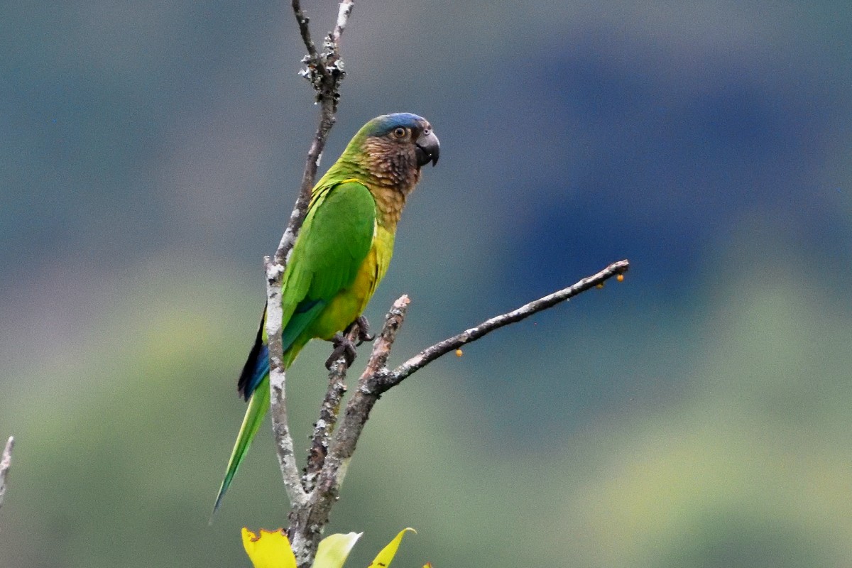 Brown-throated Parakeet - ML556108421