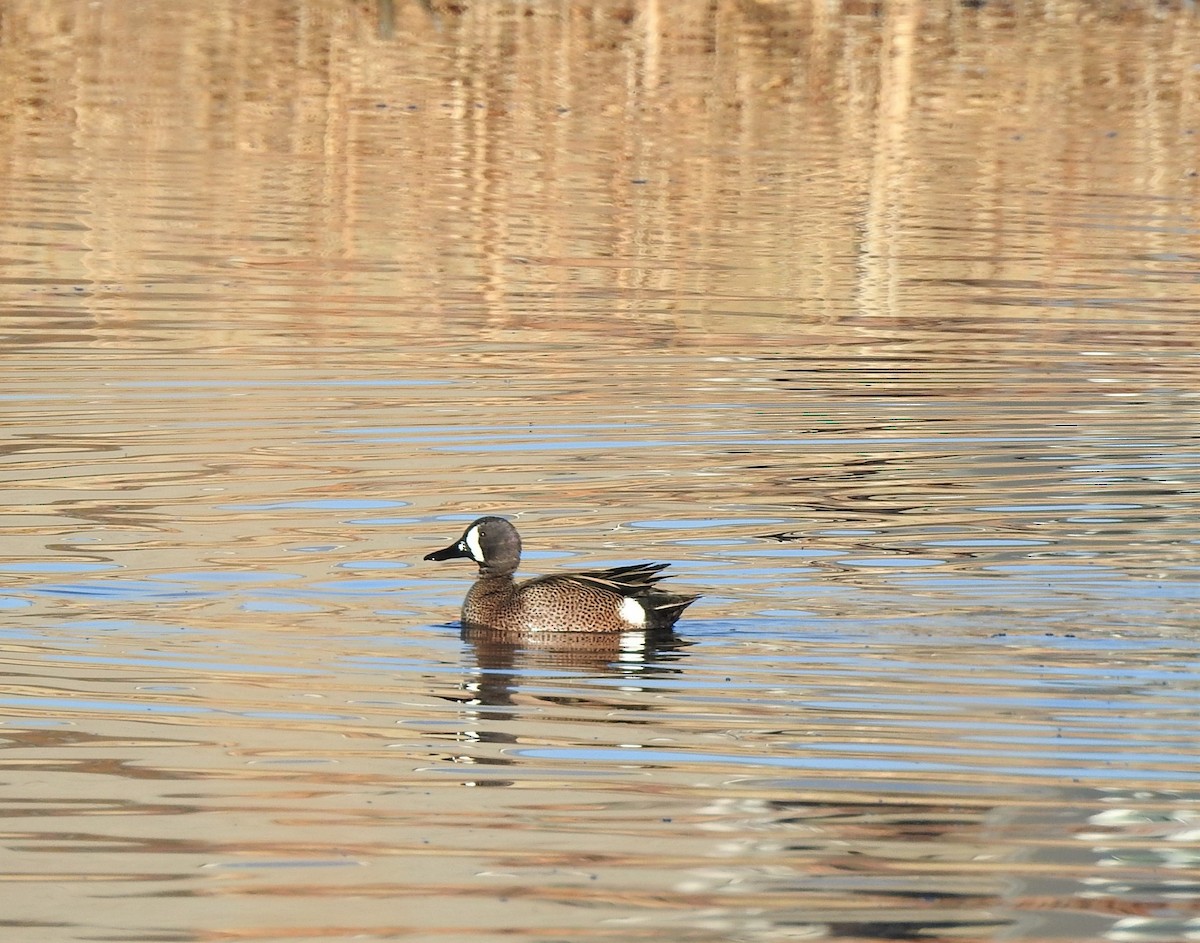 Blue-winged Teal - ML556112391