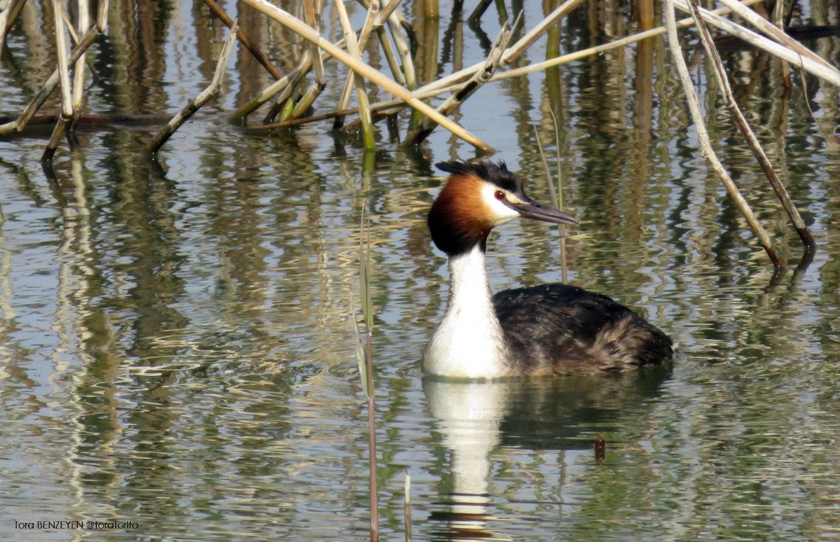 Great Crested Grebe - ML55611251