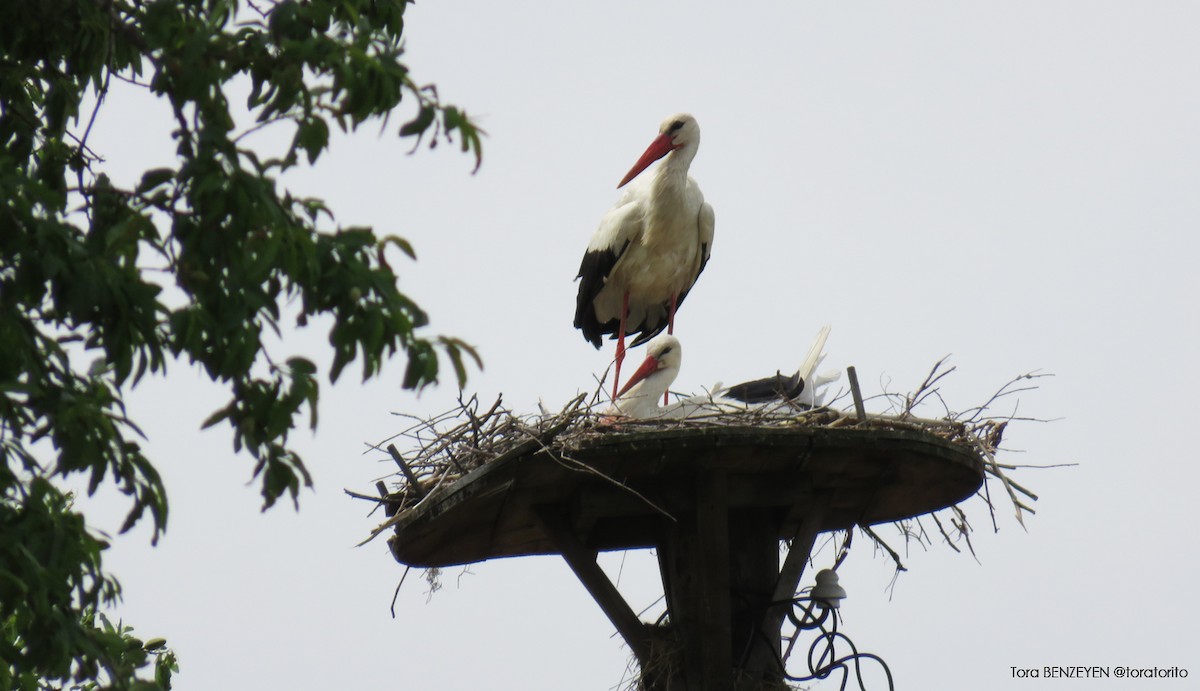 White Stork - ML55611261