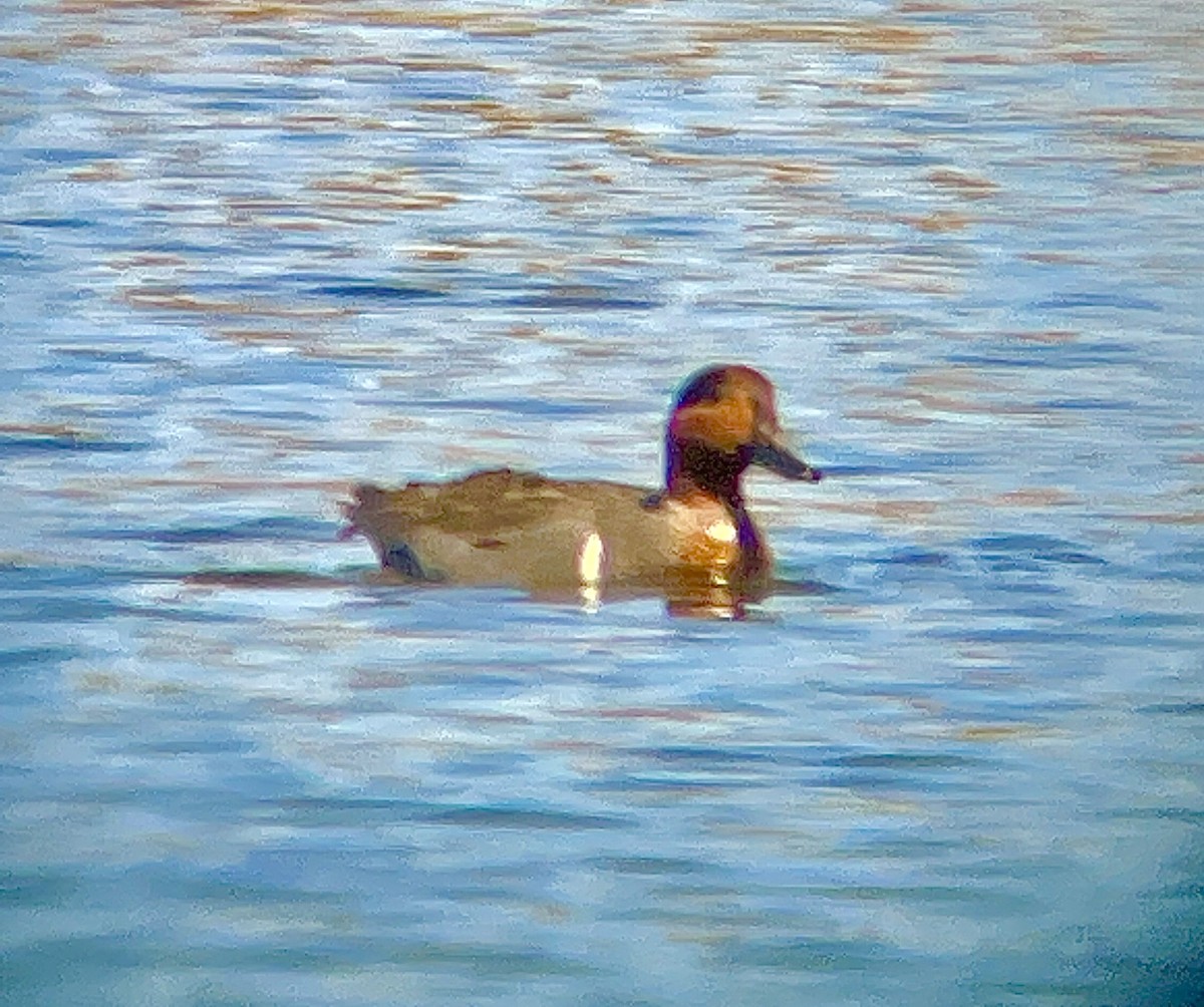 Green-winged Teal - ML556113161