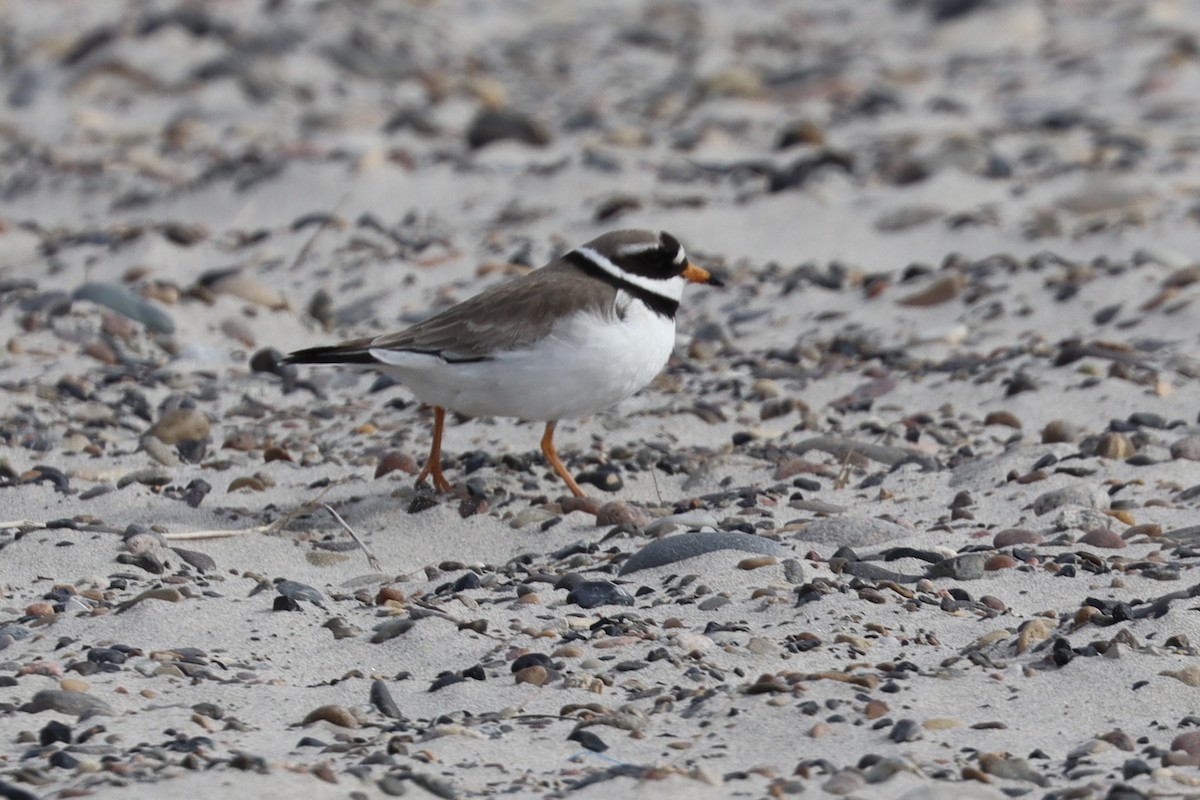Common Ringed Plover - ML556114681