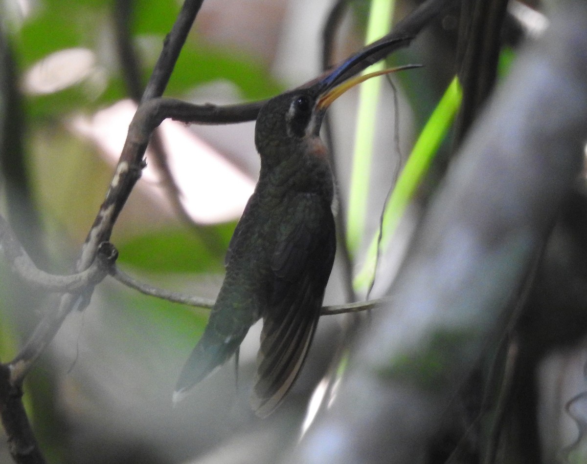 Band-tailed Barbthroat - Andrew Birch