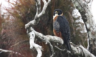  - Orange-breasted Falcon