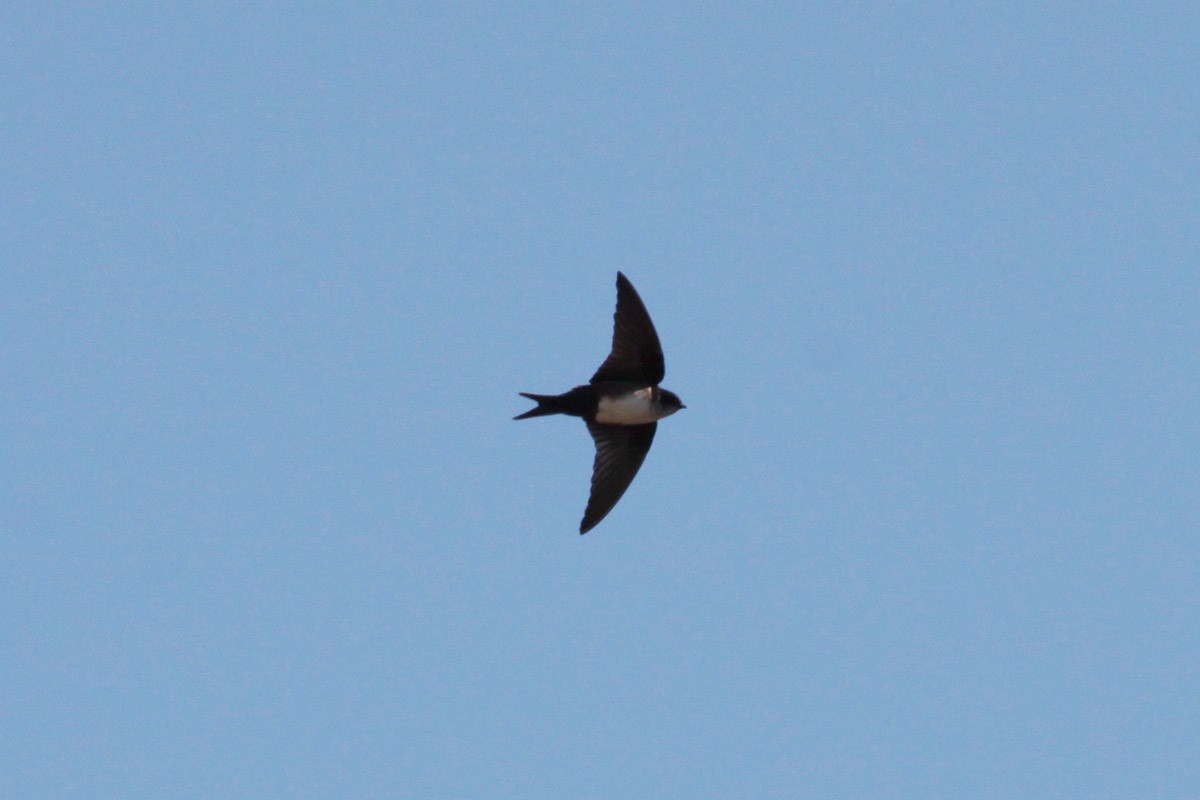 Black-capped Swallow - ML55611791