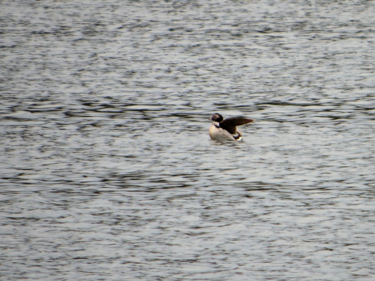 Long-tailed Duck - ML55612001