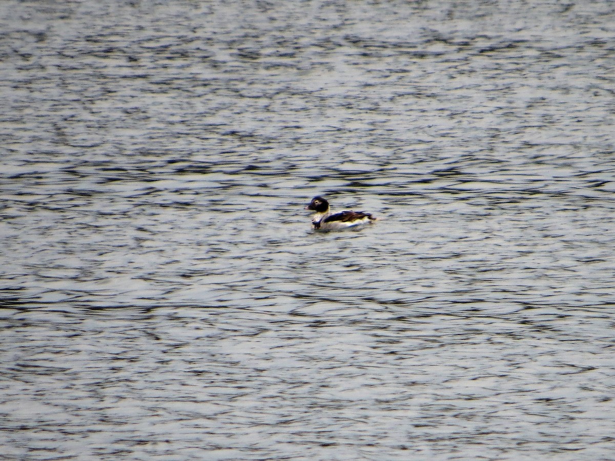 Long-tailed Duck - Alan Boyd