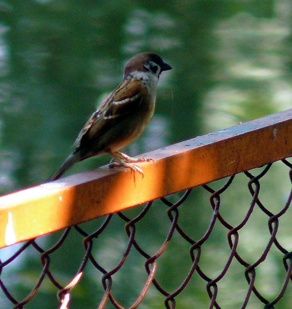 Eurasian Tree Sparrow - ML556123101