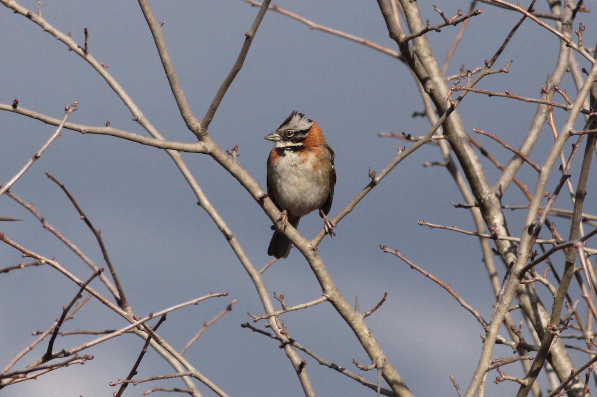 Rufous-collared Sparrow - Michael Todd
