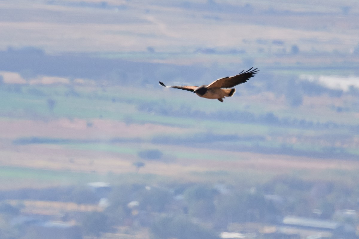 White-tailed Hawk - Mark Stackhouse