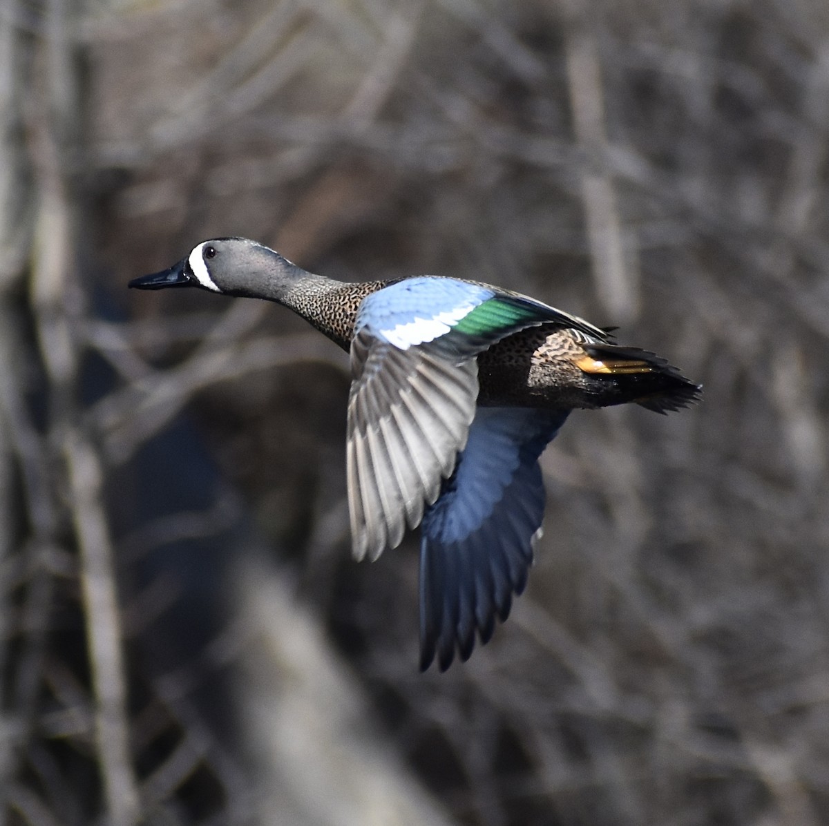 Blue-winged Teal - ML556131181