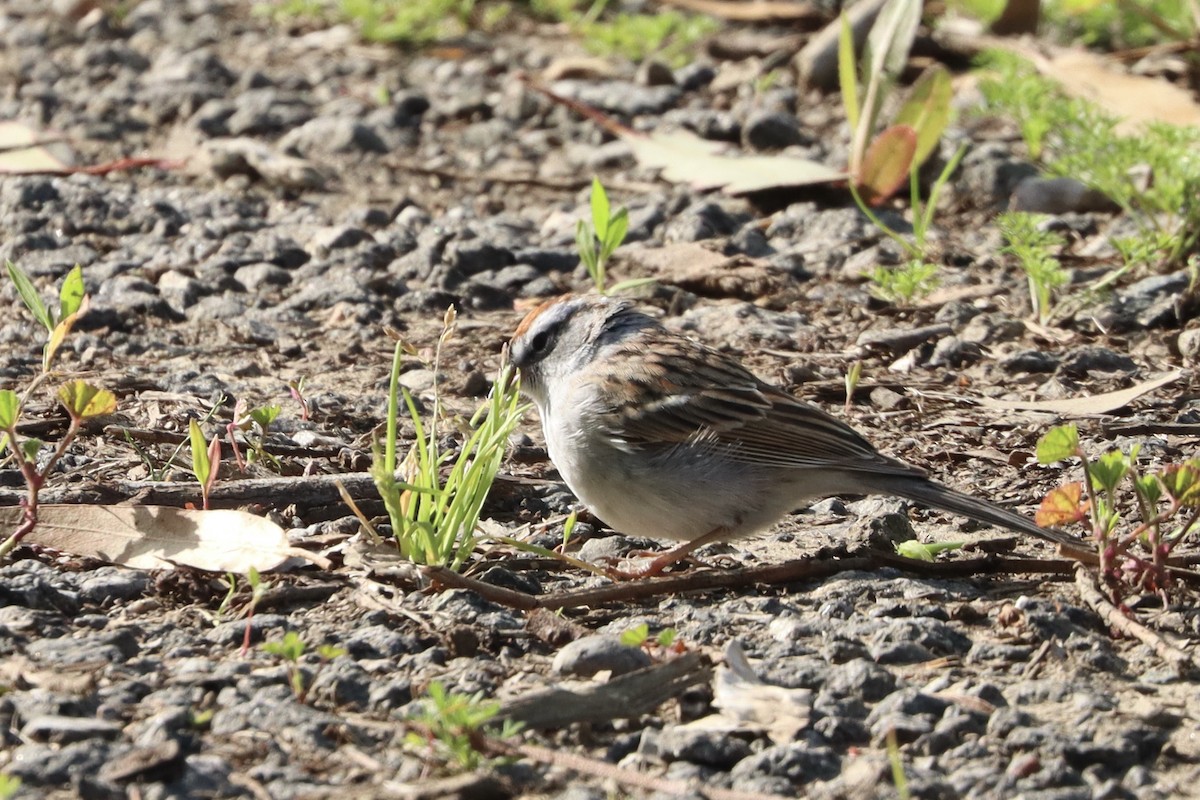 Chipping Sparrow - ML556131701