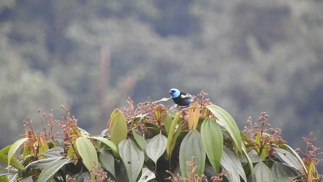 Blue-necked Tanager - ML556136651