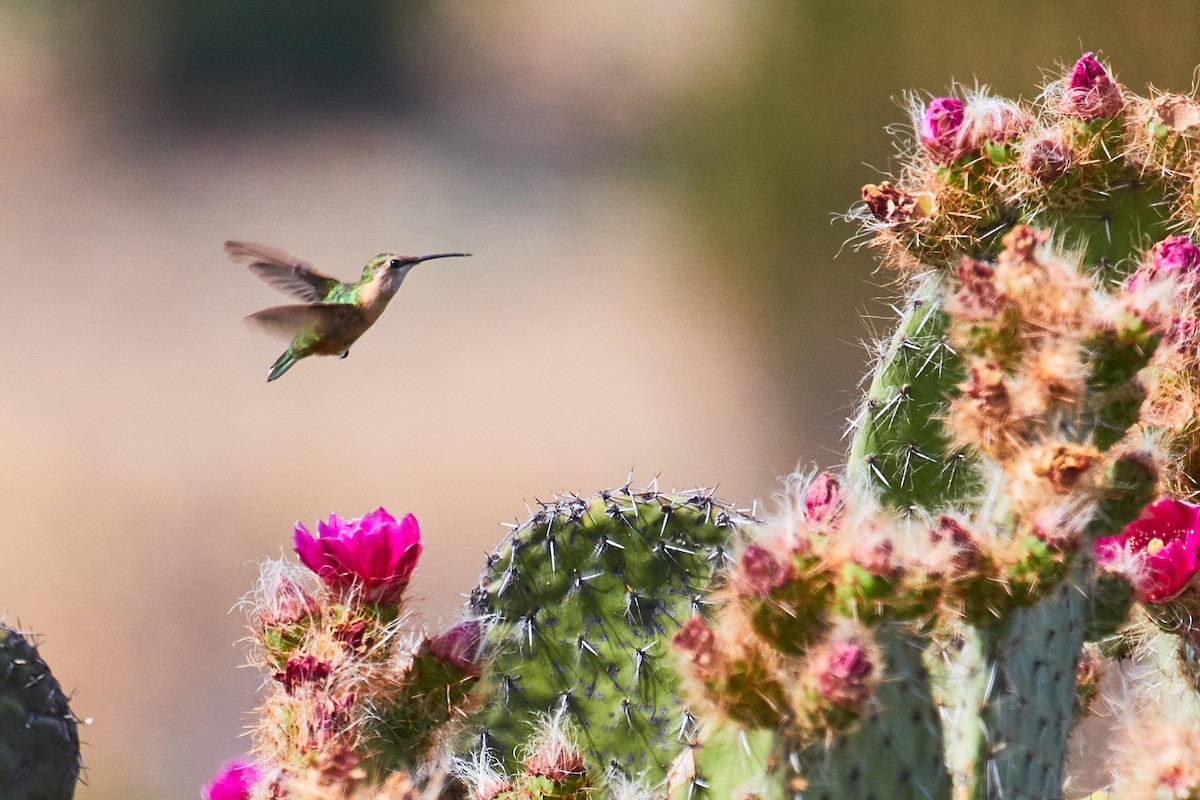 Beautiful Hummingbird - ML556137001