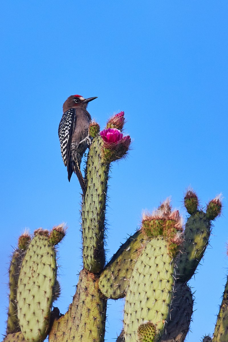 Gray-breasted Woodpecker - ML556138401